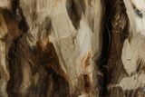 Polished, Petrified Wood (Metasequoia) Stand Up - Oregon #193754-2